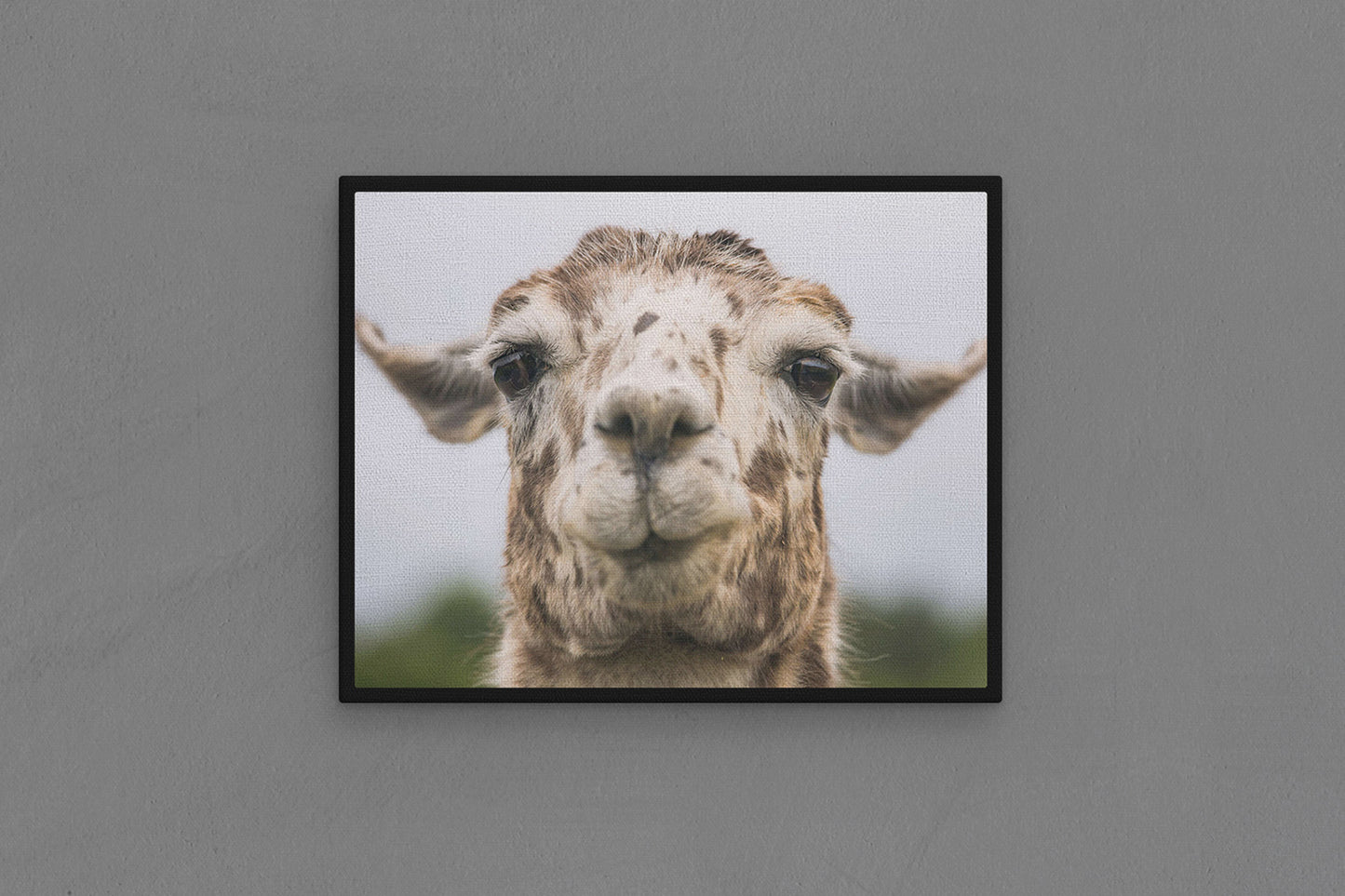 Canvas Frame with "Ilama - Funny Face" Image