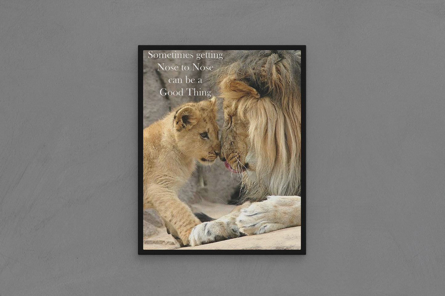 Canvas Frame with "Lions - Sometimes getting Nose to Nose can be a Good Thing" Image