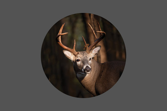 Canvas Frame with "Deer - White-tailed Buck" Image