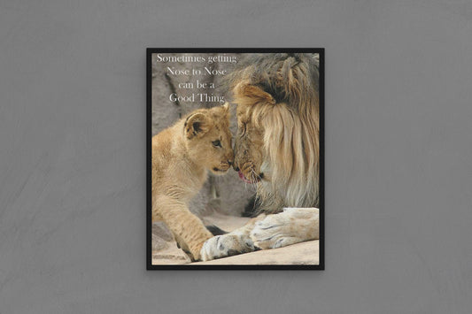 Canvas Frame with "Lions - Sometimes getting Nose to Nose can be a Good Thing" Image